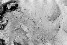 NMSA 03 5520P