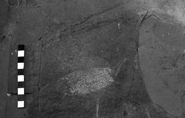 NMSA 03 2072P