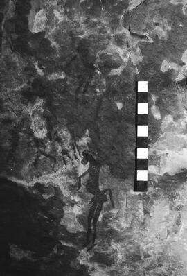 NMSA 03 4536P