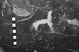NMSA 03 4347P