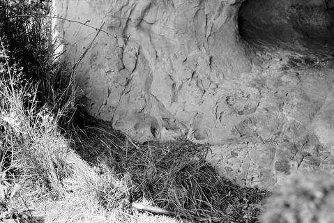 Open original Digital object