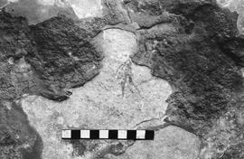 NMSA 03 4498P