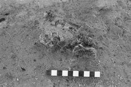 NMSA 03 646P