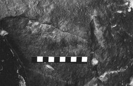 NMSA 03 2121