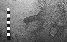 NMSA 03 4922P
