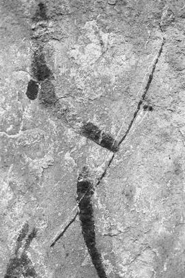 NMSA 03 7837P