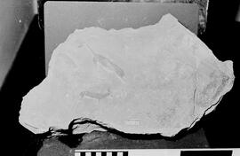 NMSA 03 7136N