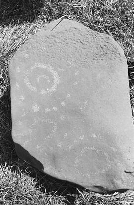 NMSA 03 7529P