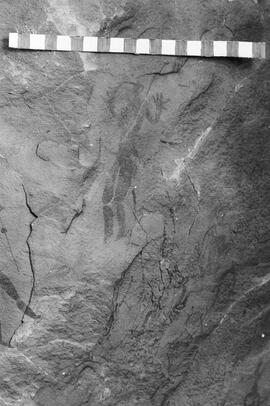 NMSA 03 1126P