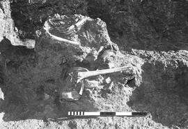 NMSA 03 738P