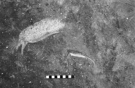 NMSA 03 3245P