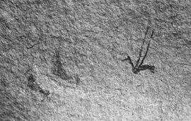 NMSA 03 385P