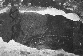 NMSA 03 7444P