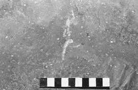 NMSA 03 1375P