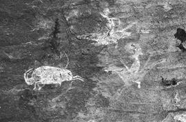 NMSA 03 485P
