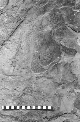 NMSA 03 1125P