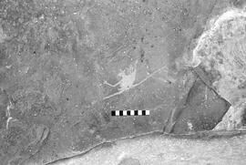 NMSA 03 1377P