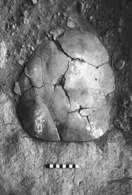 NMSA 03 8768P
