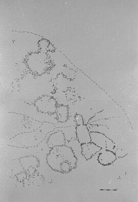 NMSA 03 8081P