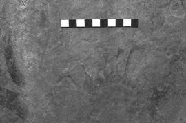 NMSA 03 2501P