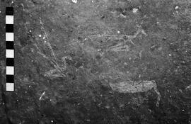 NMSA 03 3246P