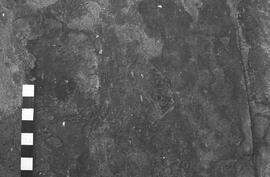 NMSA 03 2296P