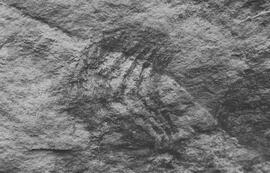 NMSA 03 942P