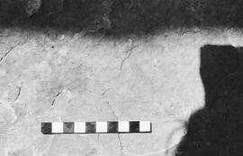 NMSA 03 2244P