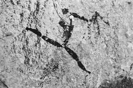 NMSA 03 5044P