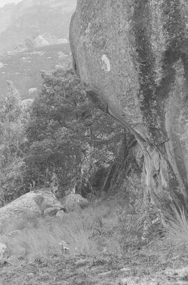 NMSA 03 933P