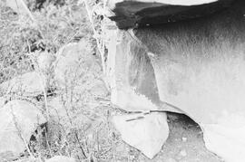 NMSA 03 2442P