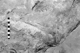 NMSA 03 6504P