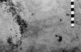 NMSA 03 6449P