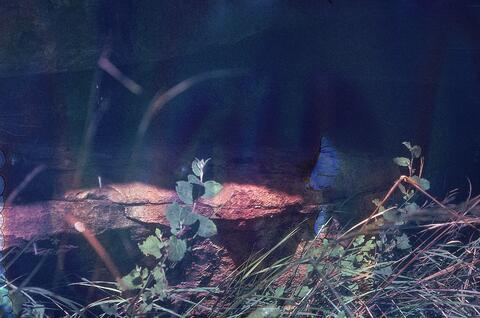 Open original Digital object