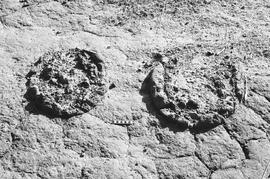 NMSA 03 717P