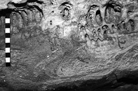 NMSA 03 4247P