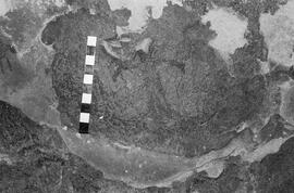 NMSA 03 1918P