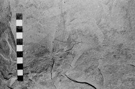 NMSA 03 4836P