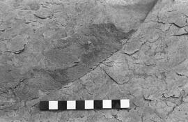 NMSA 03 1864P