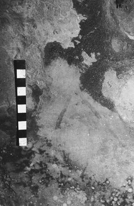 NMSA 03 4559P