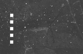 NMSA 03 2317P