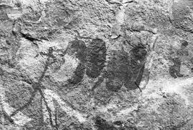 NMSA 03 7881P