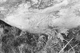 NMSA 03 5208P