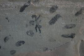 NMSA RSA BEL1 4D