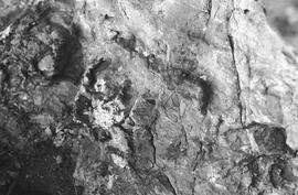 NMSA 03 6484P