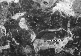 NMSA 03 4425P