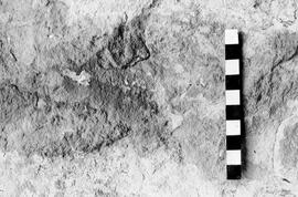 NMSA 03 4317P