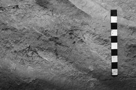 NMSA 03 4237P