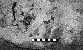 NMSA 03 3305P