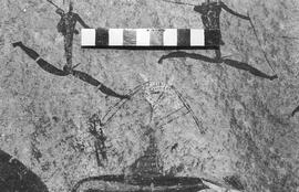 NMSA 03 1431P
